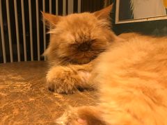 -more than meow吴止猫主题餐厅(承德 中船汇店)