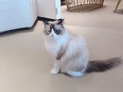 -藏猫猫咖啡主题馆(中央大道店)