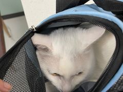 -嘉馨宠物医院·CT影像转诊·心脏科·犬猫全科诊疗中心(下沙大学城院区)