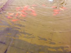 -行者书屋大堂吧 ·下午茶(南京圣和府邸酒店)