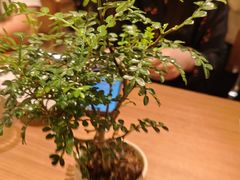 -CURRY YA 熟成咖哩專門店(深圳湾万象城店)