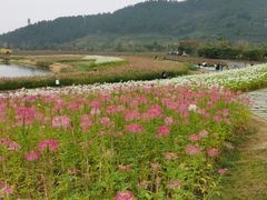-径山花海