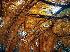 -红螺寺