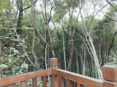 -上海佘山国家森林公园天马山园