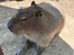 -上海野生动物园