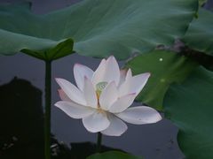 -荔湾湖公园