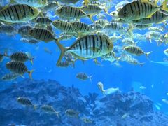 -海合安成都极地海洋公园