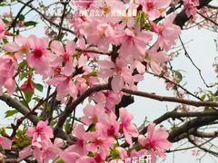 -天适樱花悠乐园