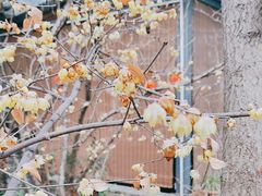 -凤来栖·净庭院·火锅(欧尚店)