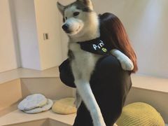 -Husky Go! 哈士奇体验馆·宠物咖啡厅狗咖