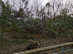 -西湖风景区-江洋畈生态公园