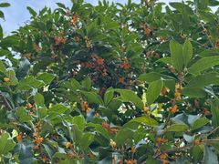 -听风阁农家私房菜茶楼(龙坞店)