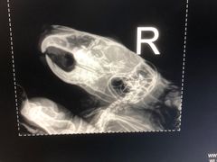 -瑞派·关忠动物医院·异宠专科·犬猫肿瘤·皮肤专科(望京店)