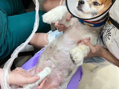 -瑞派康怡24h宠物医院·犬猫医疗中心·微创绝育(瑞景分院)