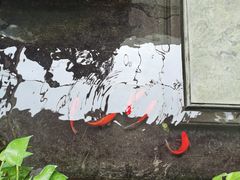 -旺顺阁鱼头泡饼(小红门店)