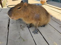 -西霞口神雕山野生动物世界