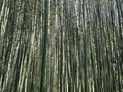 -竹泉村旅游度假区