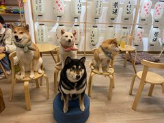 -柴迷FANS CLUB·柴犬狗咖·猫咖