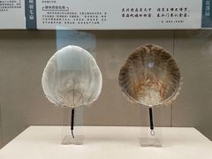 -中国扇博物馆