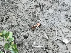 -北海金海湾红树林生态旅游区