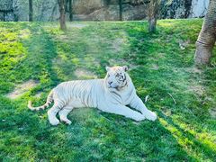 -北京野生动物园