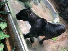 -海南热带野生动植物园