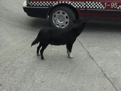 -无忧学车·大众驾校(长宁校区)
