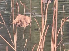 -映月湖公园