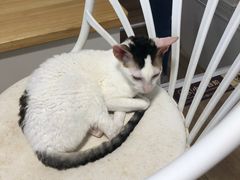 -李小姐の猫咖啡馆(五角场店)