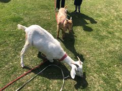 -前小桔亲子创意农场·草莓采摘·露营烧烤