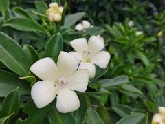 -深圳湾公园(南山区)