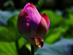 -陈家山荷花公园