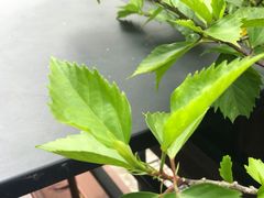 -萨莉亚意式餐厅(深南茂业店)