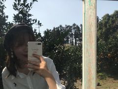 -柑橘农场