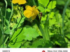 -黑龙江省森林植物园