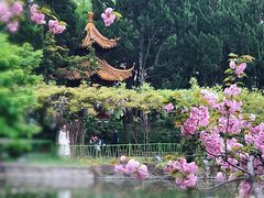 -嘉定紫藤园
