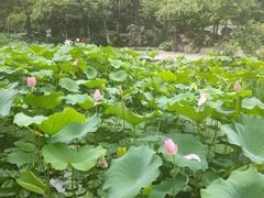 -莲湖公园