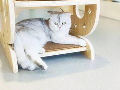 -飞行喵MR PILOT|猫舍·猫咖(静安大融城店)