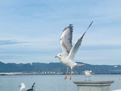 -海埂大坝