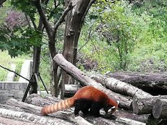 -都江堰中华大熊猫苑