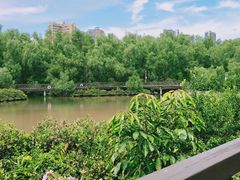 -大亚湾红树林城市湿地公园
