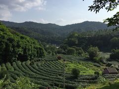 -雁南飞茶田景区