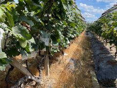 -马陆小张葡萄园农家乐