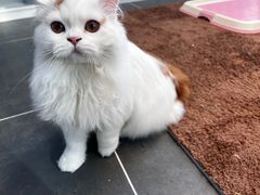 -萌兽医馆·眼科·异宠专科(三里屯店)