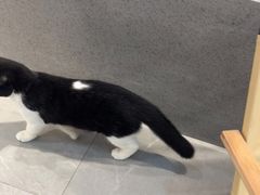 -伟伟宠物医院·CT影像中心·瑞派犬猫综合性门诊(汉口总院)