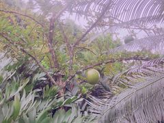 -中国科学院西双版纳热带植物园