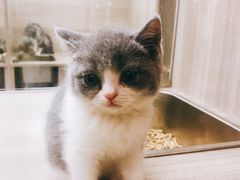 -飞行喵MR PILOT|猫舍·猫咖(静安大融城店)