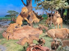 -国家自然博物馆