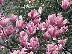 -静安公园(静安寺街道)
