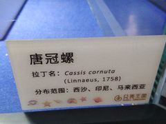 -贝壳王国博物馆